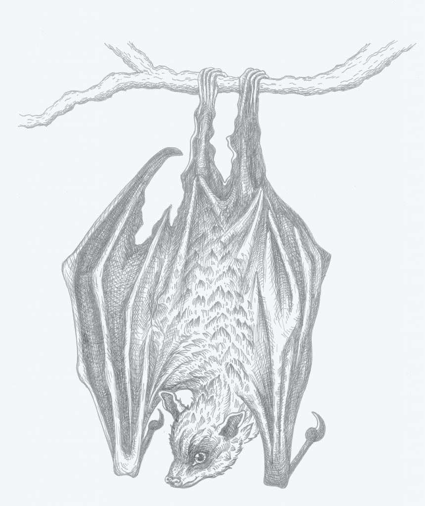 Illustration of a bat